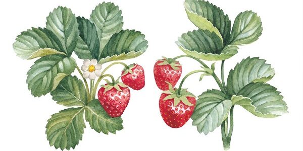 Erdbeerpflanze JPEG