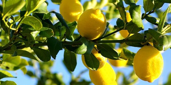 Lemons growing on lemon tree.