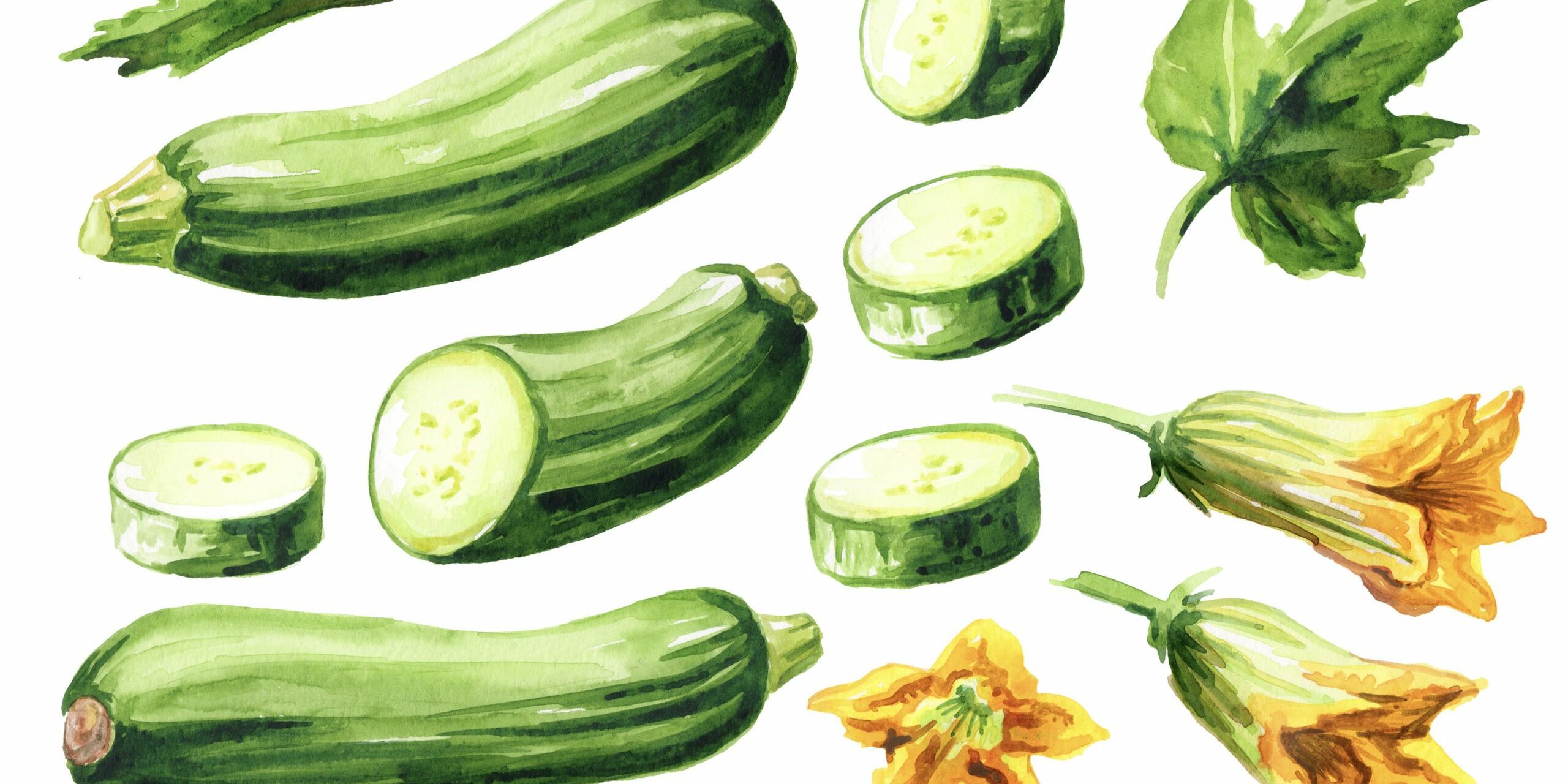 Green whole and cut zucchini vegetables with leaf and flower set. Hand drawn watercolor illustration, isolated on white background